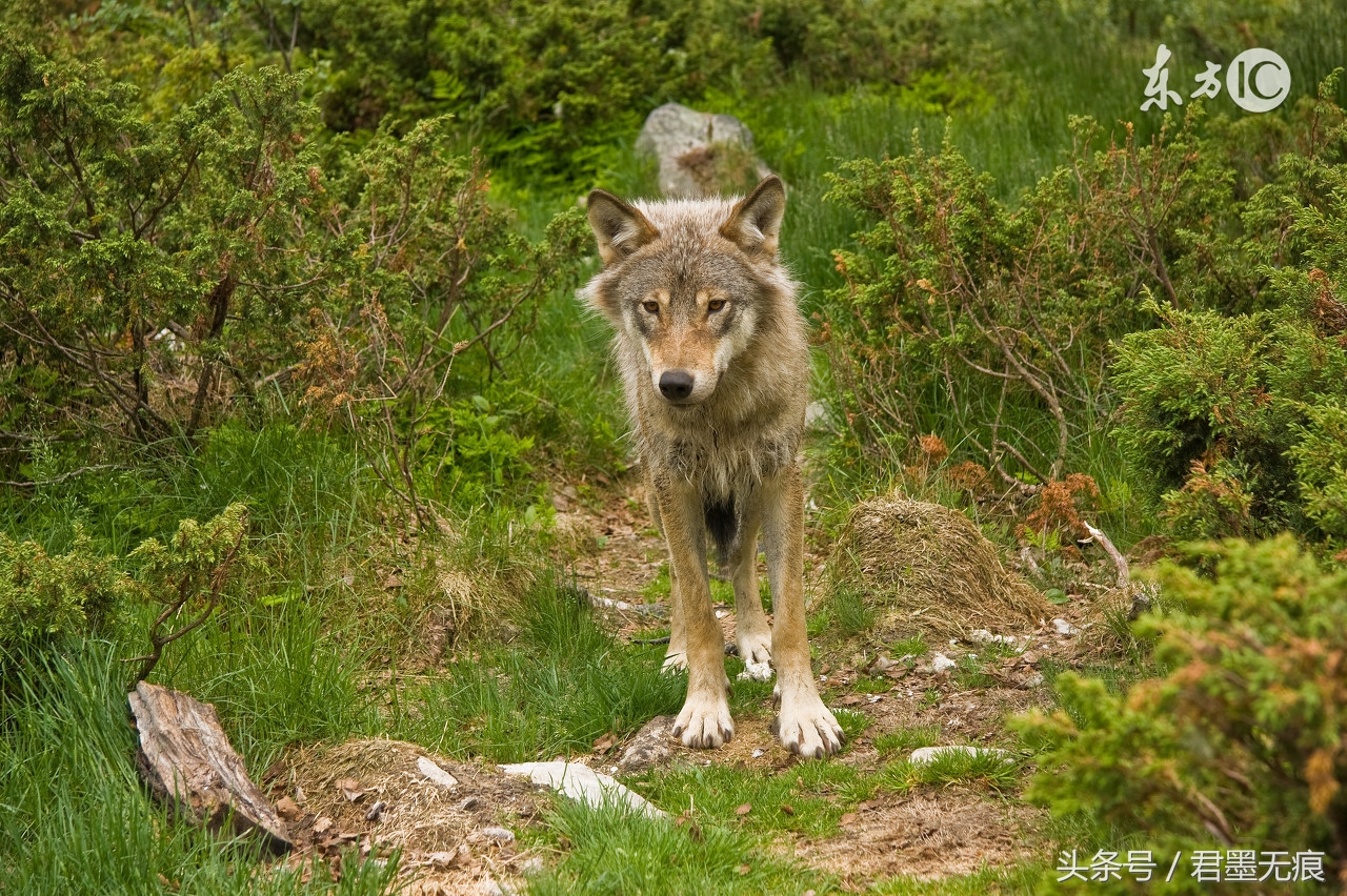 流落荒城，只有一头狼，和一把刀，要保护一个女人