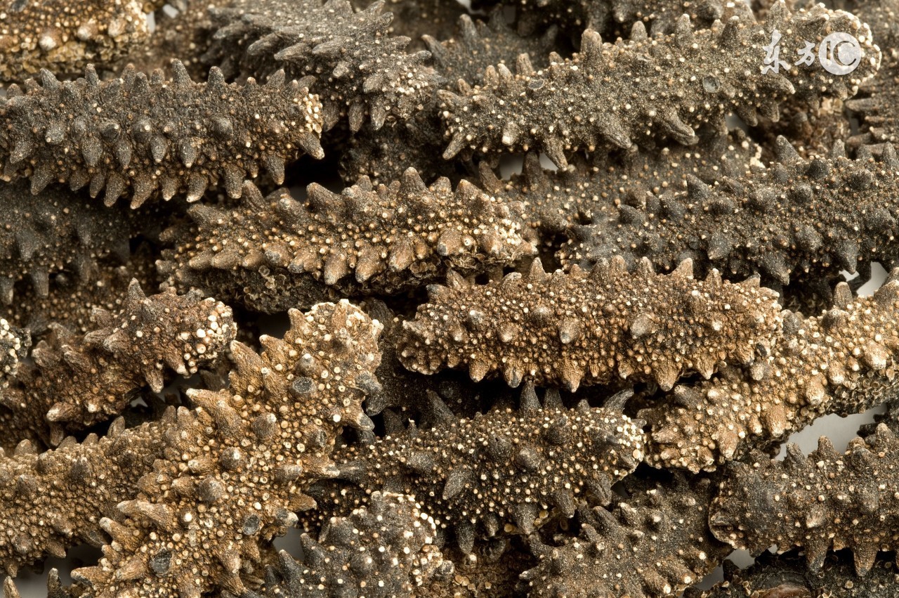 进口海参为什么比国内便宜,进口海参可以放心购买吃吗