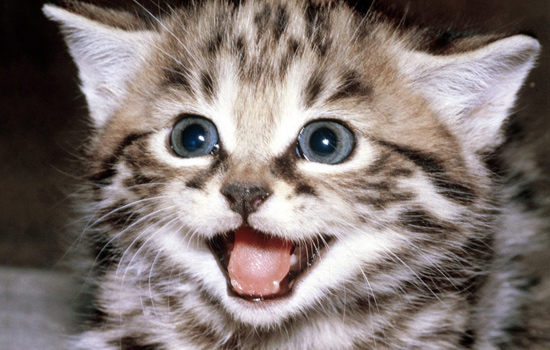 养猫经验猫咪经常便秘怎么办,老年猫便秘吃什么猫粮