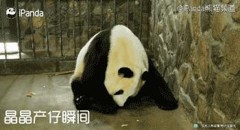 国宝熊猫“晶晶”成功产子，《梦幻西游》竟然蹭上了这个热点