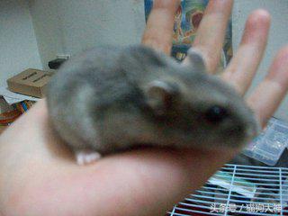 仓鼠三天不喝水怎么办,仓鼠可以三天不吃不喝吗