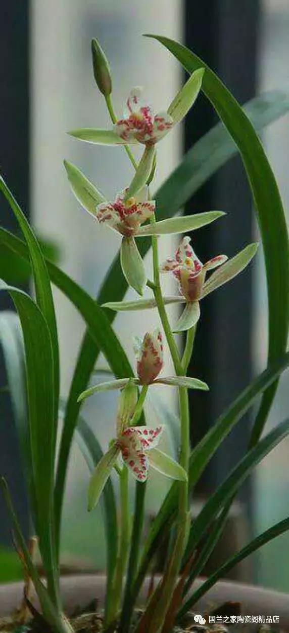 春兰和蕙兰莲瓣,蕙兰带花苞的兰花怎样上盆