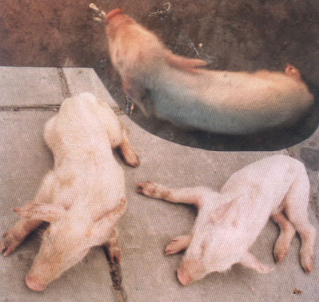 猪脑炎怎么治疗最好最快最有效,猪脑炎有什么症状用什么药