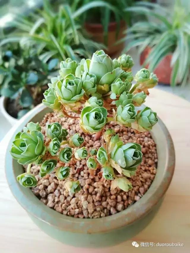 遇见多肉作品,和多肉邂逅的时光