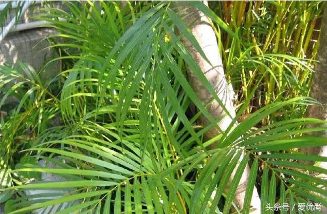 凤尾竹叶尖变黄发干怎么挽救,凤尾竹叶尖发黑变干怎么办