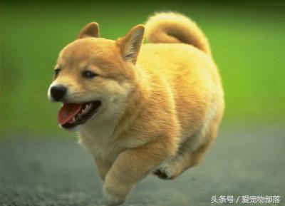 姹槦浜烘槸蹇冩満鐙楀悧,涓轰粈涔堟豹鏄熶汉閲嶆儏閲嶄箟