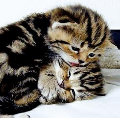 猫咪一直舔我皮肤,猫咪总是舔自己舔出血