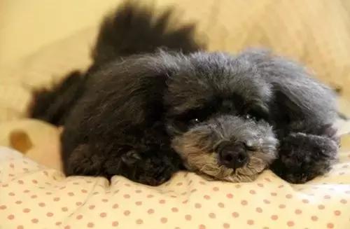 狗狗便血拉稀有几种原因,狗狗又吐又拉稀是什么原因