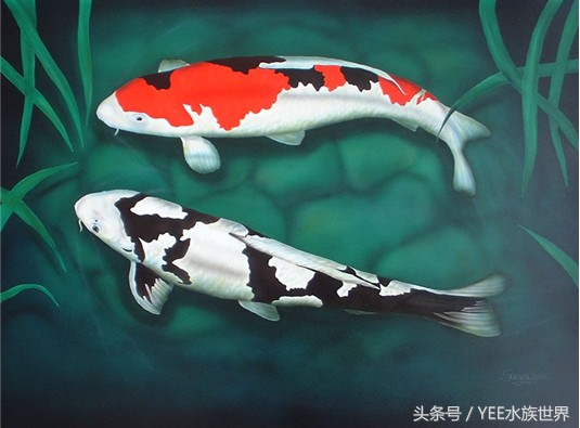 如何正确的饲养锦鲤,锦鲤饲养技巧大全