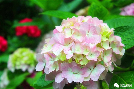 发财树的栽培与君子兰管理,发财树和君子兰可以放在阳光下吗