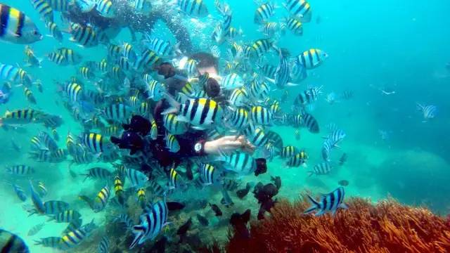 三亚潜水避坑攻略,三亚潜水新技巧