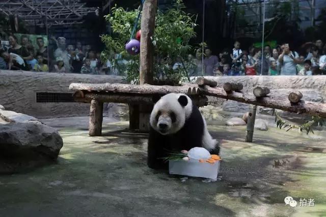 热浪来袭动物园的动物们这样消暑,热浪侵袭动物园居民各出奇招解暑