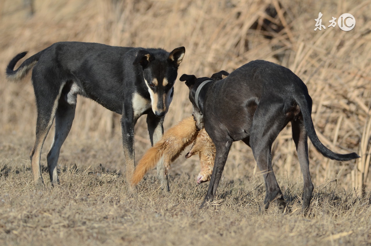散养土鸡舍怎么防黄鼠狼,林下散养鸡怎么防黄鼠狼