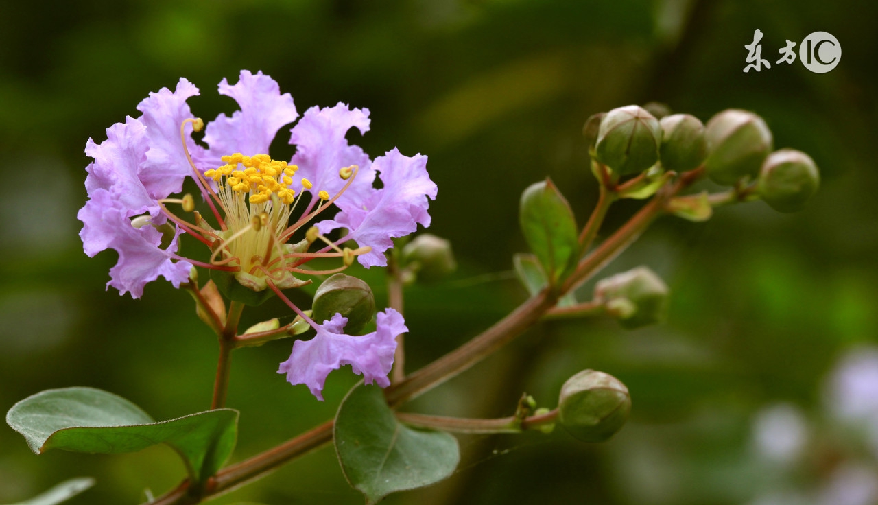男人吃枸杞和桑葚一个月真实感受,连续吃三个月的枸杞