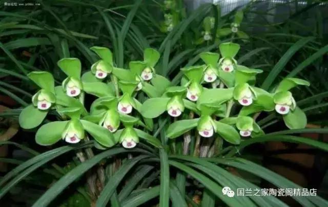 春兰和蕙兰莲瓣,蕙兰带花苞的兰花怎样上盆