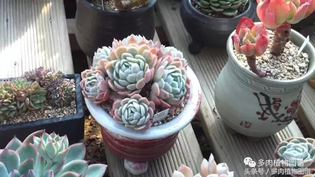 满阳台的多肉,满阳台多肉