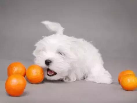 天气炎热致狗狗中暑,夏季狗狗中暑死亡