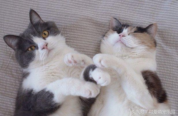 铲屎官你告诉我，女朋友很粘人该怎么办啊？