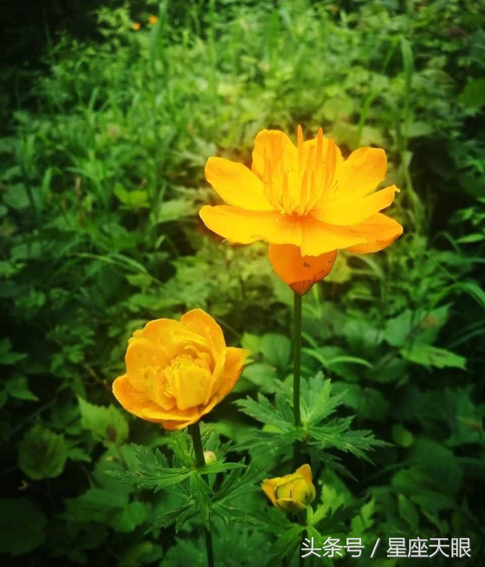 巨蟹座狮子座和处女座下周的运势,巨蟹座狮子座处女座一月运势