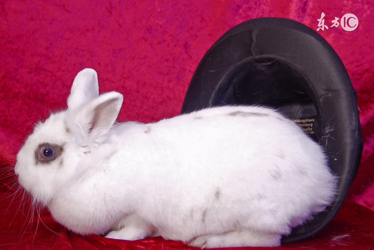 几日出生的兔宝宝命最好,兔宝宝出生哪个时辰最有前途