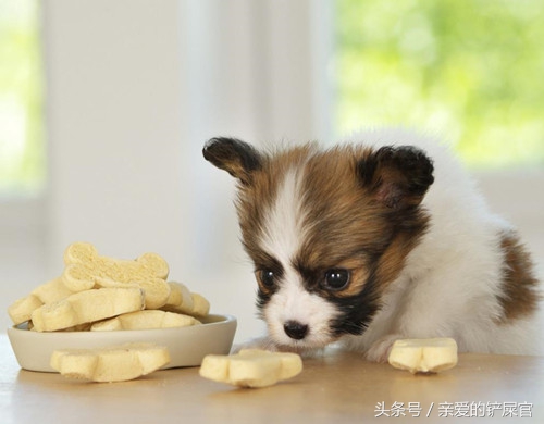 肠胃不好的狗狗如何养护,狗狗肠胃黏膜受损怎么养