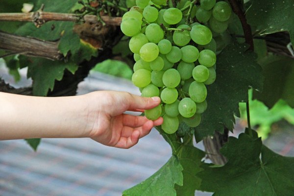 浙江嘉善大云旅游,嘉善大云周末玩的地方推荐