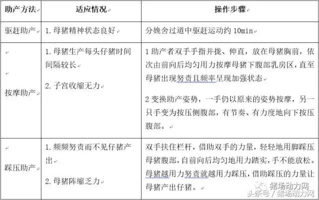 怎么给母猪接猪仔,母猪怎么接产视频教程