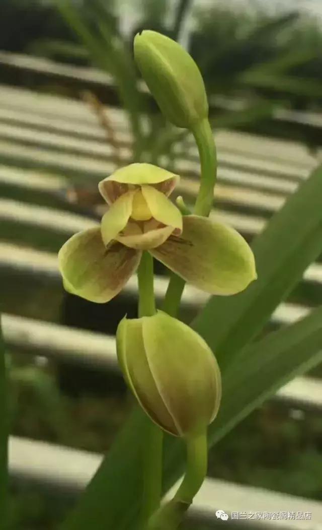 春兰和蕙兰莲瓣,蕙兰带花苞的兰花怎样上盆