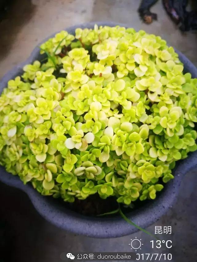 苔藓与多肉,多肉与苔藓的巧妙组合