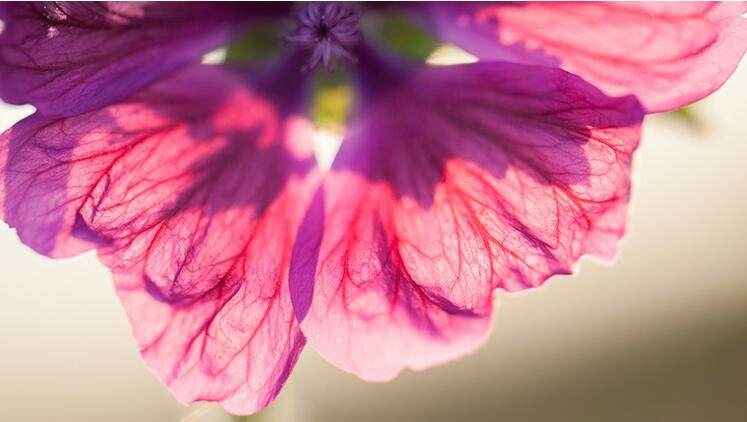 纯天然就是无公害,纯天然就真的安全吗别被骗了