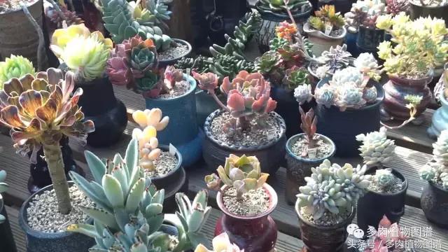 满阳台的多肉,满阳台多肉