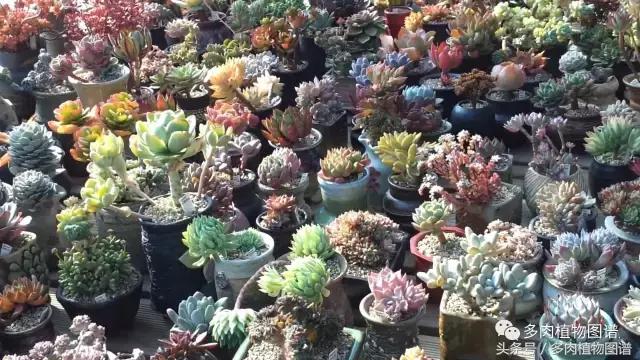 满阳台的多肉,满阳台多肉