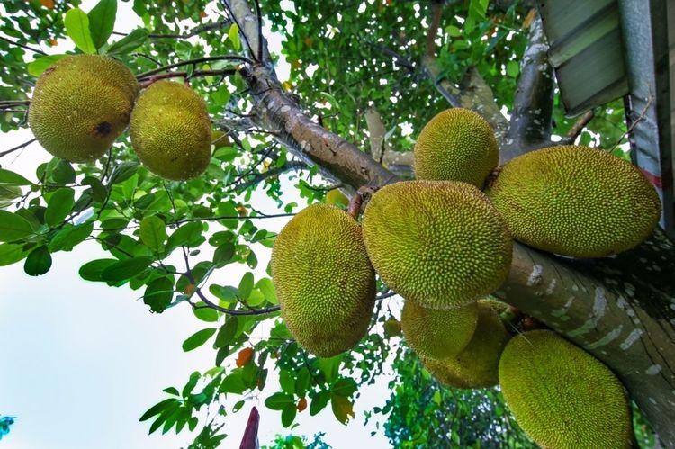 全国各地烤全羊,万人吃烤全羊