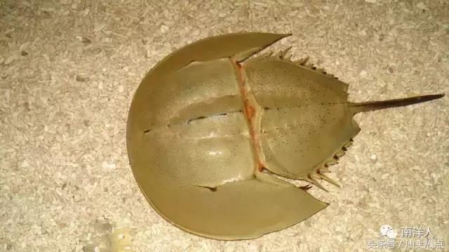 澄海坝头陈姓来源,澄海陈姓族谱