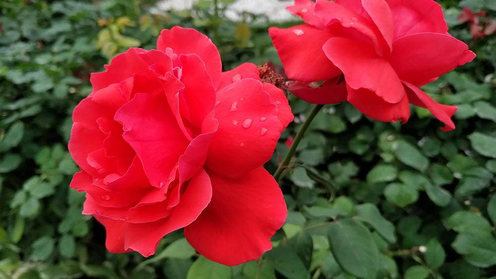 努比亚z17无边框什么颜色,努比亚Z17测评