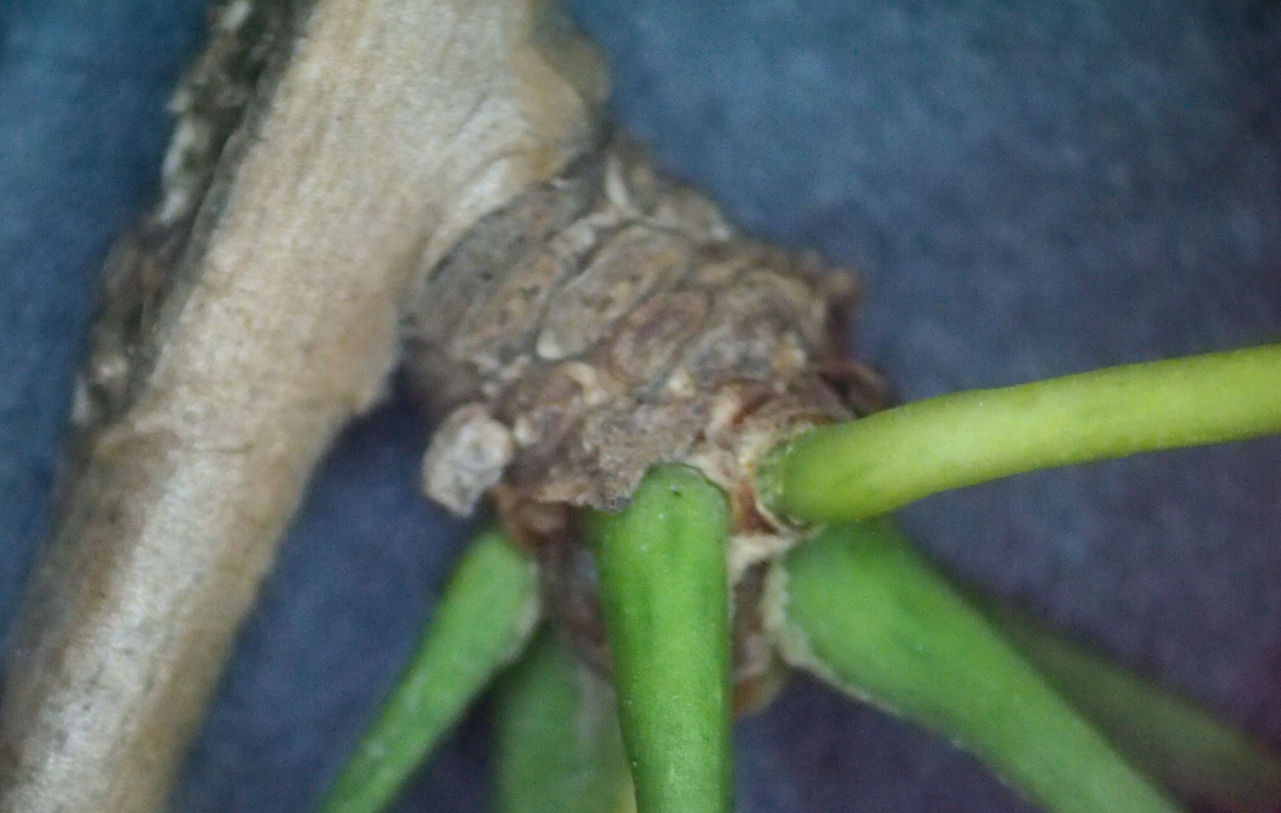 银杏白果是否有毒性,银杏树白果入药