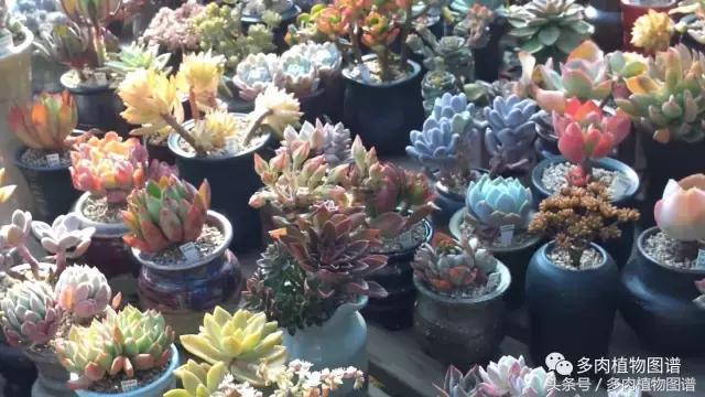 满阳台的多肉,满阳台多肉
