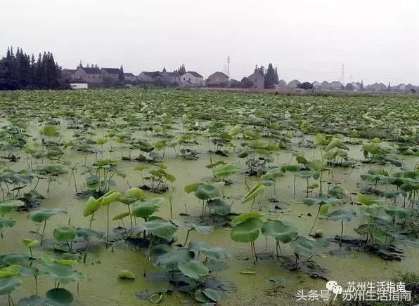 车坊，遗忘的边缘！