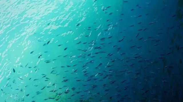 三亚潜水攻略大全,三亚怎么才能自由潜水