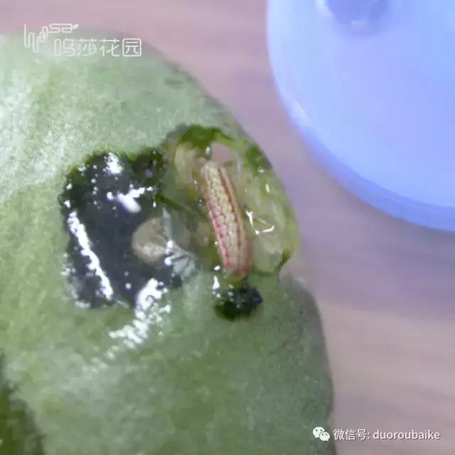 多肉有玄灰蝶虫卵怎么办,多肉有玄灰蝶怎么办