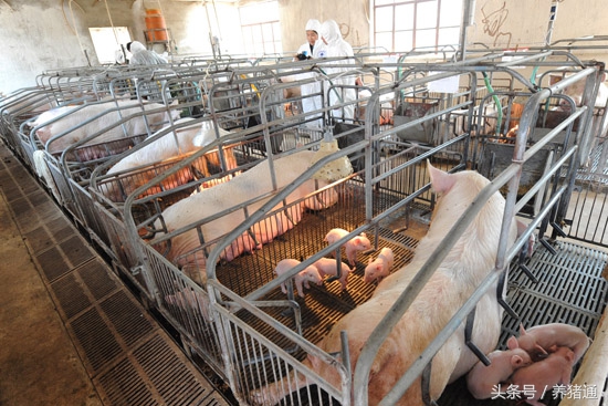 气温低引起的猪腹泻,猪腹泻最快治疗方法