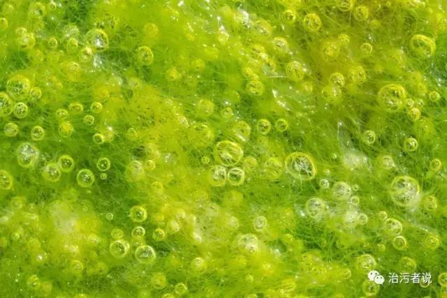 生物藻污水处理,绿藻能处理污水吗