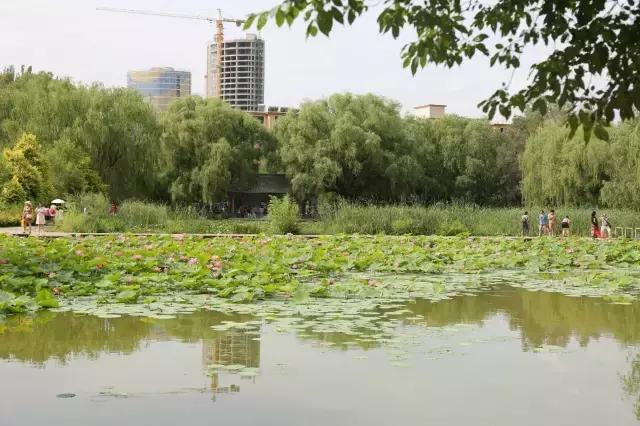 醉美西城｜“城在绿中人在景中”探访绿荫之下的回民区