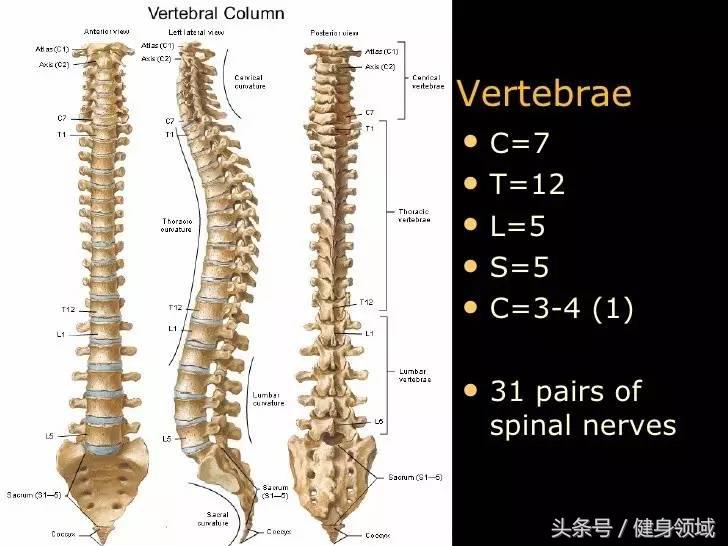 教你学会如何正确地深蹲,一个动作检测你的深蹲是否标准