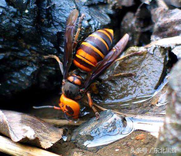 胡蜂种类名字图片大全,不同种类的黄脚胡蜂