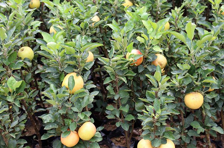 苹果树矮化栽培技术的主要优点,1到4年的苹果树快速丰产技术