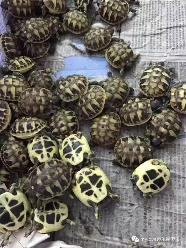 赫曼什么时候繁殖,赫曼繁殖方法