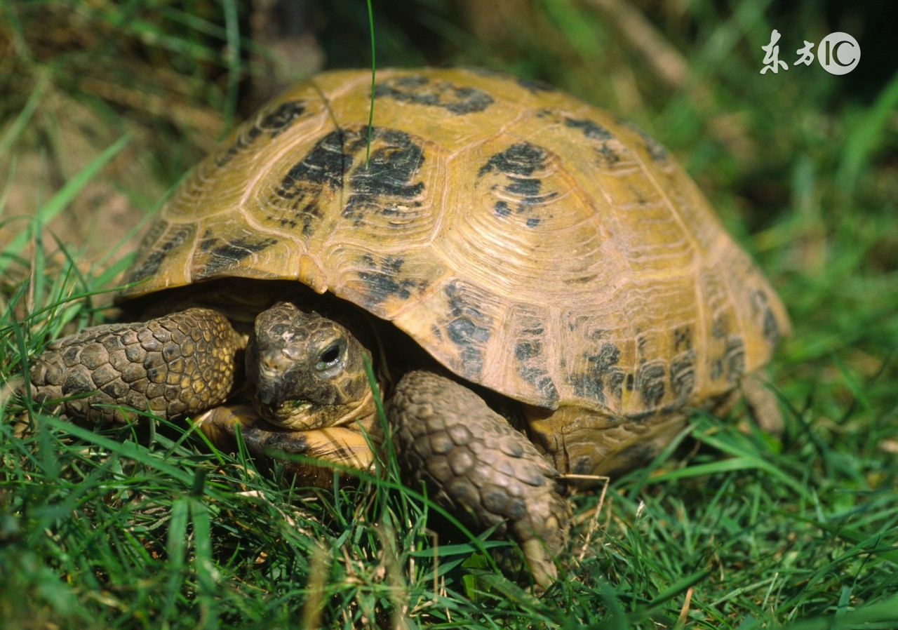 爱养龟的小龟友,养乌龟的小技巧和方法