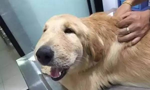 狗狗被蜂蛰了全身会肿吗,狗被蜜蜂蛰要去医院吗