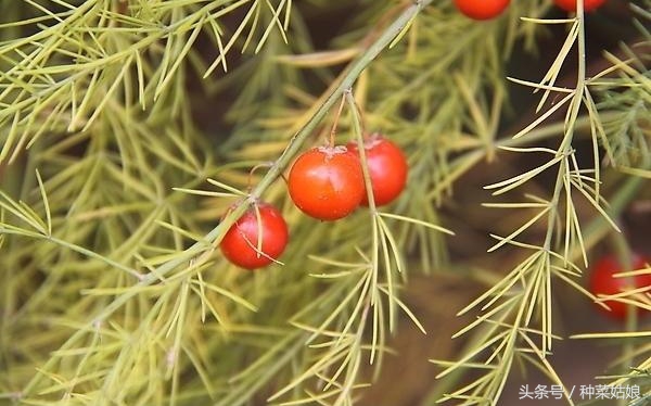芦笋种子要怎么种植全过程,芦笋的种植时间和方法图解